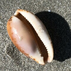 Notocypraea