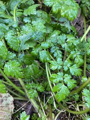 Anthriscus cerefolium