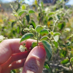 Croton ciliatoglandulifer