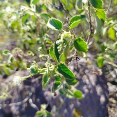 Croton ciliatoglandulifer