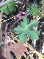 Geranium caespitosum
