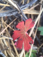 Geranium caespitosum
