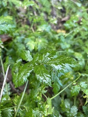 Anthriscus cerefolium