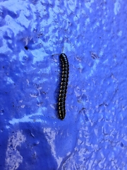 Asiomorpha coarctata