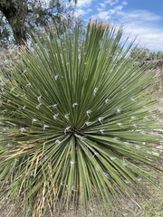 Dasylirion acrotrichum