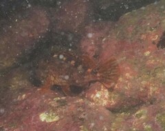 Sebastiscus marmoratus