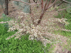 Forsskaolea hereroensis