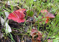 Pelargonium rodneyanum