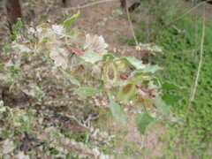 Forsskaolea hereroensis