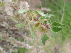 Forsskaolea hereroensis