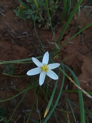 Pauridia serrata albiflora