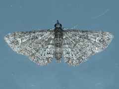 Pasiphilodes testulata