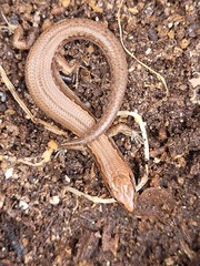 Oligosoma aeneum