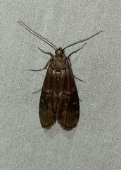 Euzophera ostricolorella