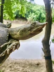 Apalone spinifera pallida