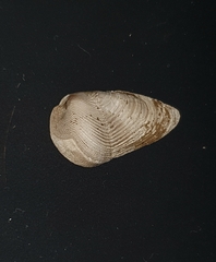 Pholadidae