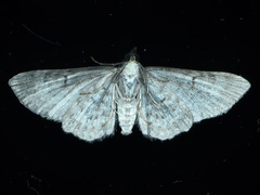 Pasiphilodes testulata