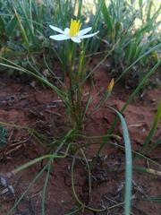 Pauridia serrata albiflora