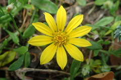 Gazania rigens