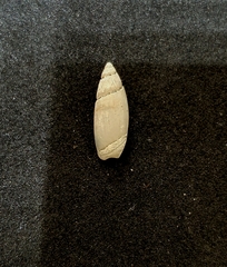 Olivella gracilis