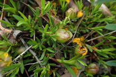 Hibbertia procumbens