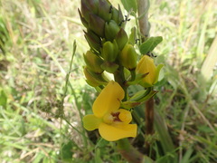 Eulophia speciosa