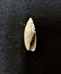 Olivella gracilis