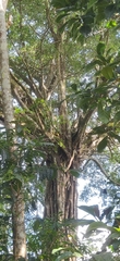 Ficus microcarpa
