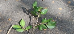 Ficus microcarpa