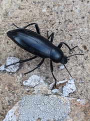 Eleodes longicollis