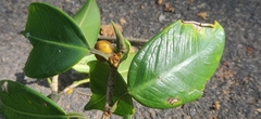 Ficus microcarpa
