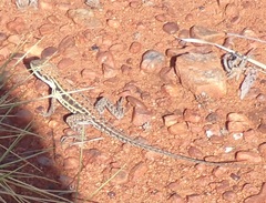 Ctenophorus isolepis