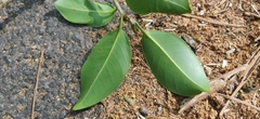 Ficus microcarpa