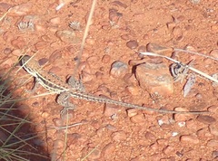 Ctenophorus isolepis