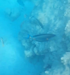Acanthurus sohal