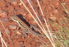 Ctenophorus isolepis