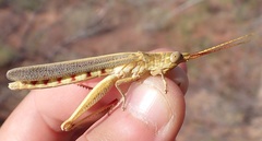 Erythropomala amaena