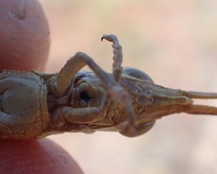 Erythropomala amaena