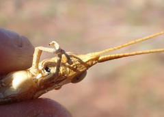 Erythropomala amaena