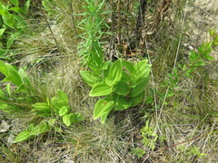 Polygonatum humile