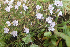 Limonium linifolium
