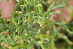 Limonium linifolium
