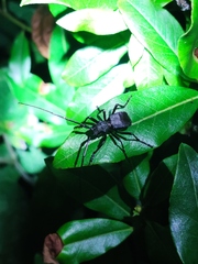 Echthistatodes brunneus