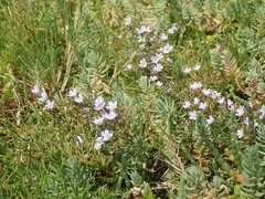 Limonium linifolium