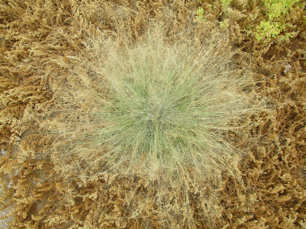 Sporobolus nebulosus
