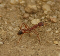Myrmecia nigriscapa