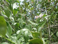 Solanum africanum