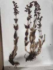 Penstemon cyananthus