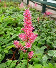 Astilbe × arendsii