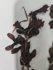 Penstemon cyananthus